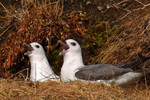 Northern Fulmars on the nest site 20160323 8861