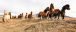 Icelandic horses on the Snaefellsnes peninsula 20160324 1507