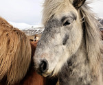 Icelandic horses on the Snaefellsnes peninsula 20160324 1588