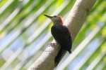 Jamaican Woodpecker (Endemic) 20190309 746