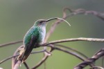 Vervain Hummingbird (Endemic) 20190310 14
