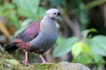 Crested Quail-dove (Endemic) 20190312 24