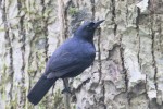 Jamaican Blackbird (Endemic) 20190312 320