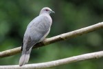 Ring-tailed Dove (Endemic) 20190312 482