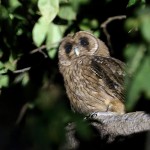 Jamaican Owl (Endemic) 20190313 468