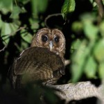 Jamaican Owl (Endemic) 20190313 499