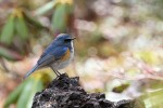 Red-flanked Bluetail 20190523 231