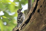 Japanese Pygmy Woodpecker 20190524 268
