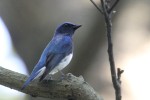 Blue-and-white Flycatcher 20190524 272