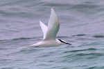 White-naped Tern 20190527 176
