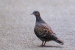 Oriental Turtle-dove 20190527 87