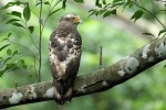 Ryukyu Serpent-eagle (immature) 20190529 457