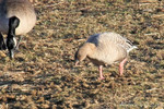 Pink-footed Goose, Montauk NY 01/12/2008