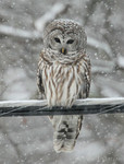 Barred Owl, Neversink NY 2/9/2008