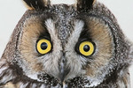 Long-eared Owl, Meadowlands 2/10/2008