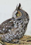 Long-eared Owl, Meadowlands 2/10/2008