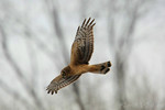 Northern Harrier (female), Oil City Rd 2/17/2008