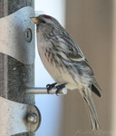 Common Redpoll, at my feeder, 2/28/2008