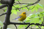 Prothonotary Warbler, Celery Farm 5/8/2008