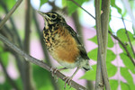 American Robin, just out of the nest, 6/1/2008