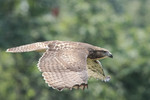 Red-tailed Hawk, Brig 7//4/2008