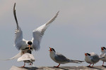 Forster's Tern, Meadowlands 6/27/2009