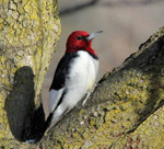 Red-headed Woodpecker, Oradell 1/9/2010
