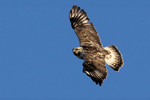 Rough-legged Hawk, Amherst Island Ontario 1/22/2010