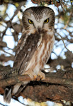 Saw-whet Owl, Amherst Island Ontario 1/23/2010