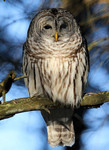Barred Owl, Presqu'ile Provincial Park, Ontario 1/23/2010