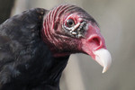 Turkey Vulture, Allendale 4/11/2010