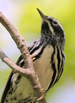 Black-and-white Warbler, Garret Mtn 5/1/2010