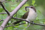 Black-billed Cuckoo, Garret Mtn 5/2/2010