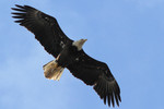 Bald Eagle, Meadowlands 5/9/2010