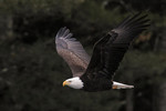 Bald Eagle, Rio Reservoir 2/12/2011