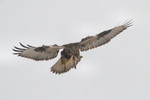 Rough-legged Hawk, Meadowlands 2/13/2011