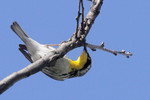 Yellow-throated Warbler, Garret Mtn 4/30/2011