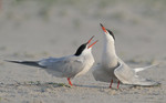 Common Terns, Nickerson Beach 5/28/2011