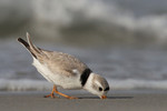 Piping Plover, Nickerson Beach 5/28/2011