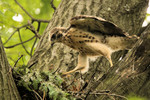 Young Red-shouldered Hawk, Allendale 5/26/2012