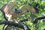 Young Red-shouldered Hawk, Allendale 6/2/2012