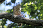 Cooper's Hawk, Allendale 6/15/2012