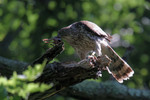 Cooper's Hawk, Allendale 6/23/2012