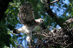 Young Cooper's Hawk, Allendale 6/30/2012