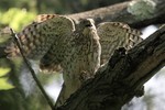 Female Cooper's Hawk, Allendale 6/30/2012