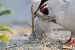 3 - An adult Common Tern swoops in and steals the fish