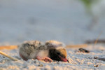 4 - The Tern chick is left stunned and fishless