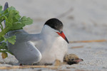 Common Terns, Nickerson Beach 7/1/2012