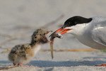 1 - Parent delivers fish to Common Tern chick