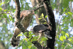 Juvenile Cooper's Hawk being fed, Allendale 7/4/2012